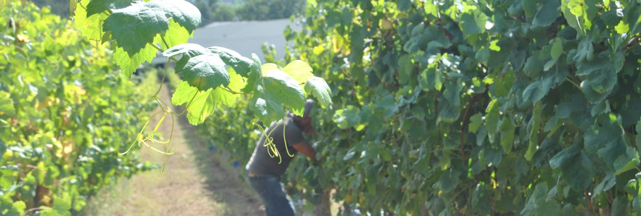 terroirs3